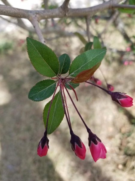 垂丝海棠什么时候开花