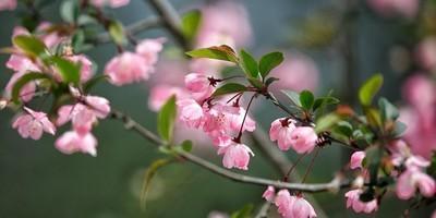 垂丝海棠什么时候开花