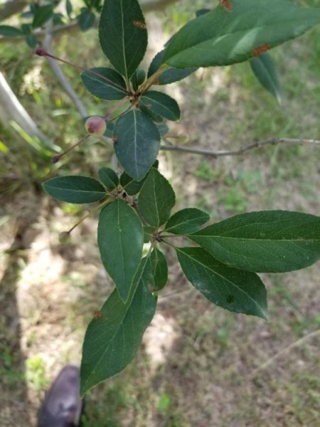 垂丝海棠什么时候开花