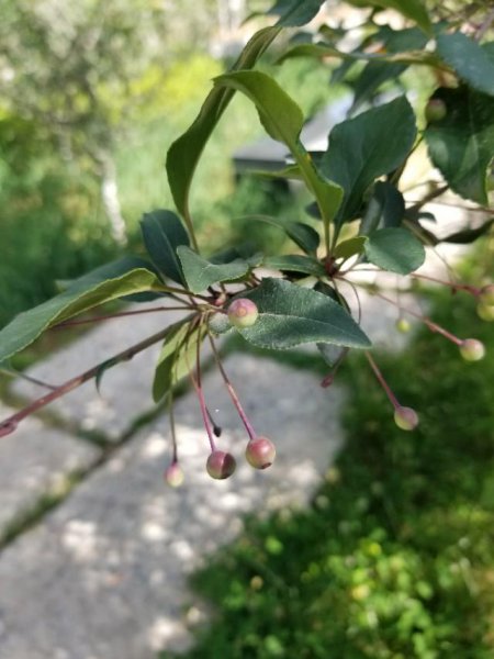 垂丝海棠什么时候开花