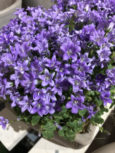 风铃花盆栽怎么养才好 种植风铃花的注意事项
