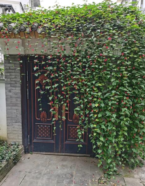 风铃花盆栽怎么养才好