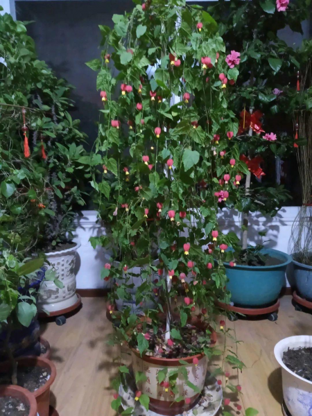 风铃花盆栽怎么养才好