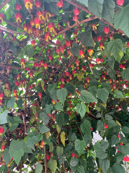 风铃花盆栽怎么养才好