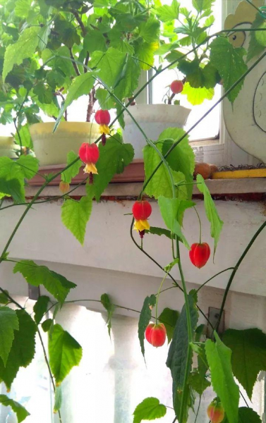 风铃花盆栽怎么养才好