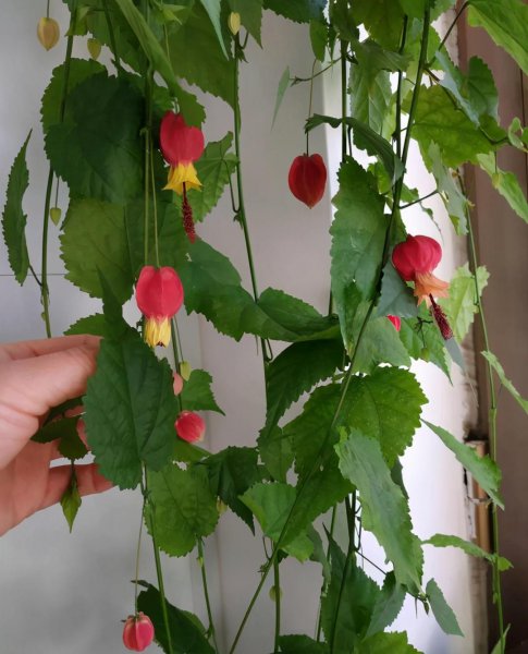 风铃花盆栽怎么养才好