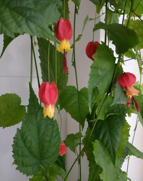 风铃花盆栽怎么养才好