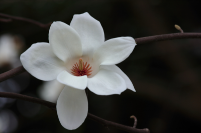 玉兰花开的季节是什么时候 了解玉兰的花期时间