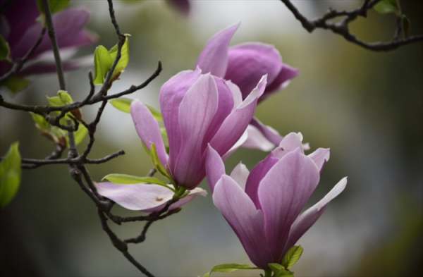玉兰花开的季节是什么时候
