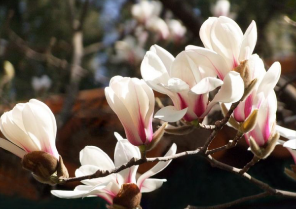 玉兰花开的季节是什么时候