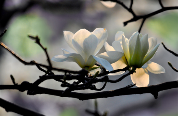 玉兰花开的季节是什么时候
