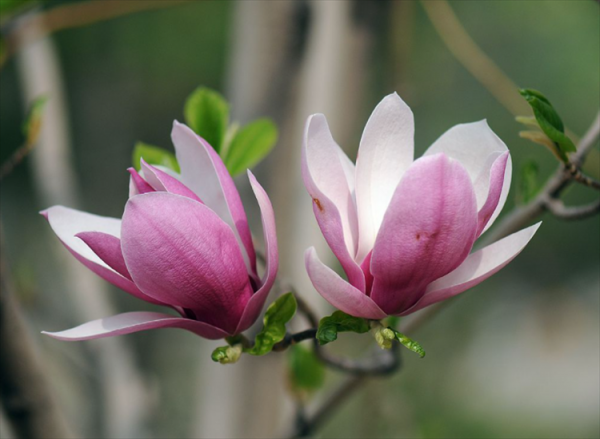 玉兰花开的季节是什么时候