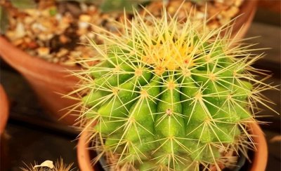 什么植物适合冬天养 代表冬天的植物大全