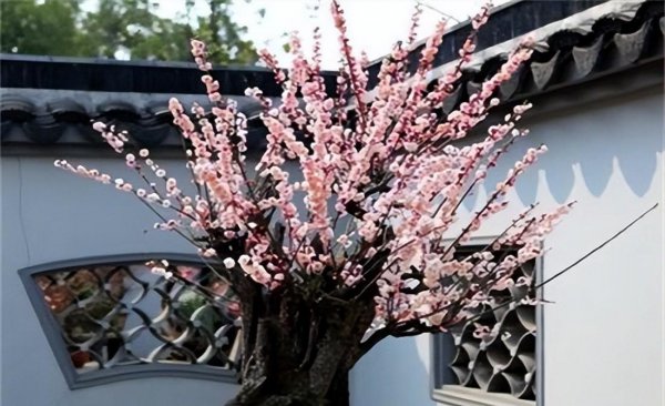 什么植物适合冬天养