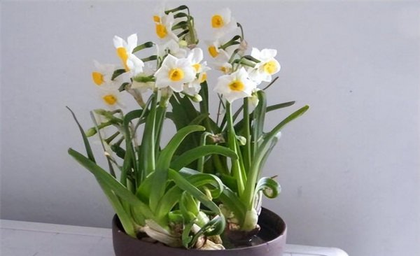 什么植物适合冬天养