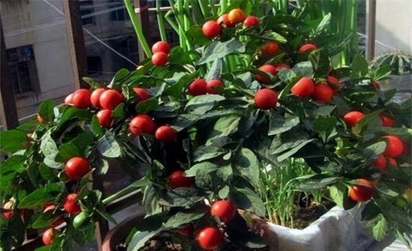 什么植物适合冬天养