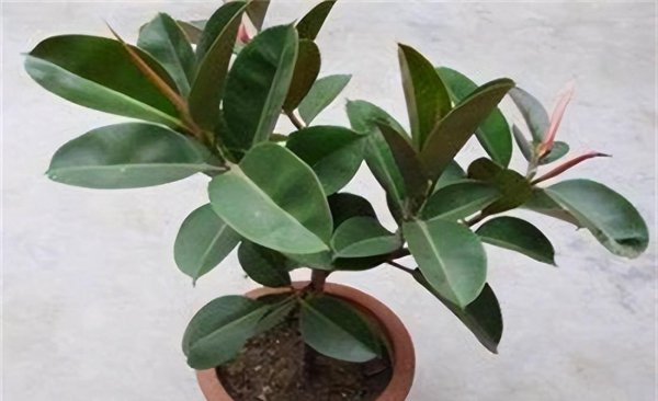什么植物适合冬天养