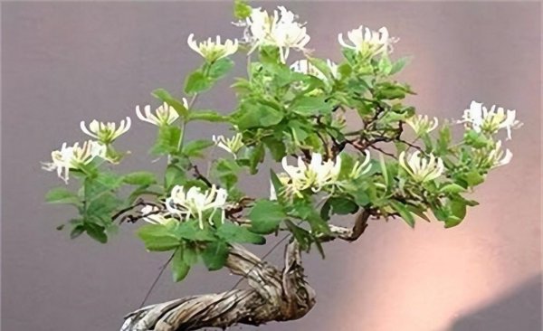什么植物适合冬天养