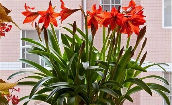 什么植物适合冬天养