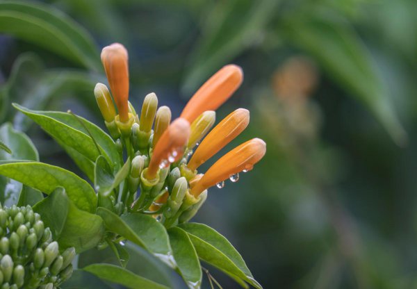 炮仗花什么时候开花