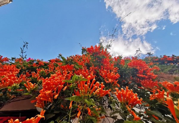 炮仗花什么时候开花