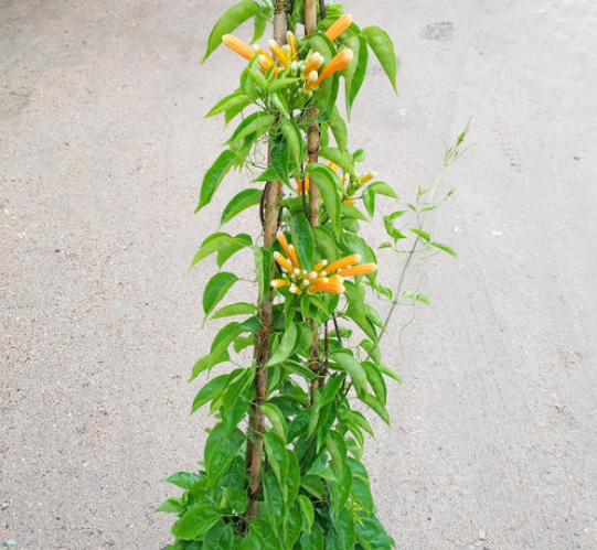 炮仗花什么时候开花