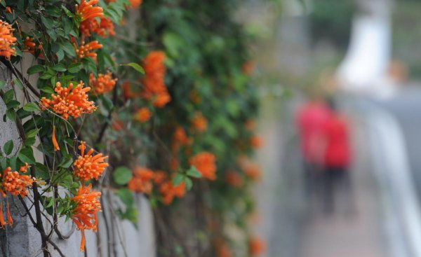 炮仗花什么时候开花