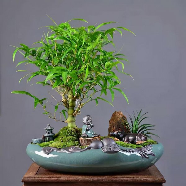 盆栽竹子有哪些品种