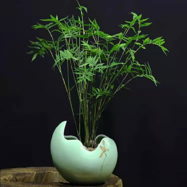 盆栽竹子有哪些品种