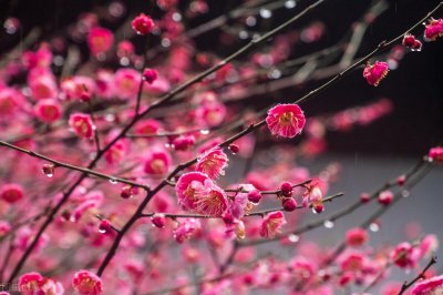 梅花的花语及寓意 浅谈梅花的象征意义