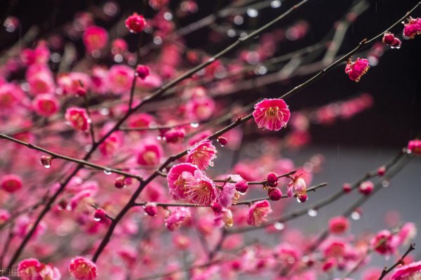 梅花的花语及寓意