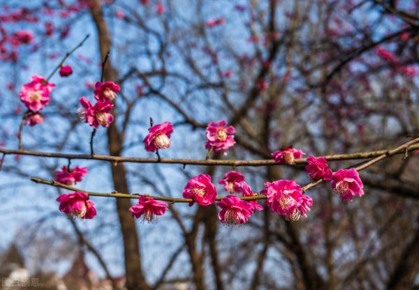 梅花的花语及寓意
