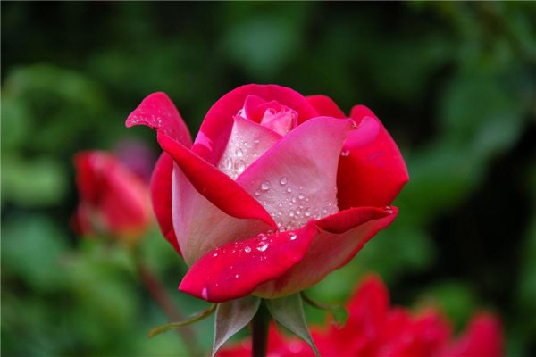 11粉色玫瑰花代表什么意思