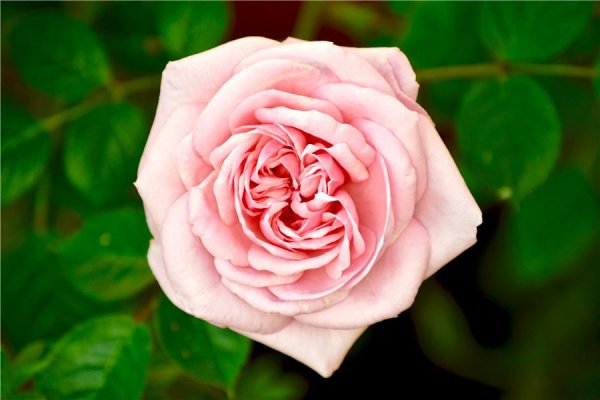 11粉色玫瑰花代表什么意思