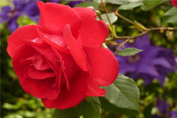 11粉色玫瑰花代表什么意思