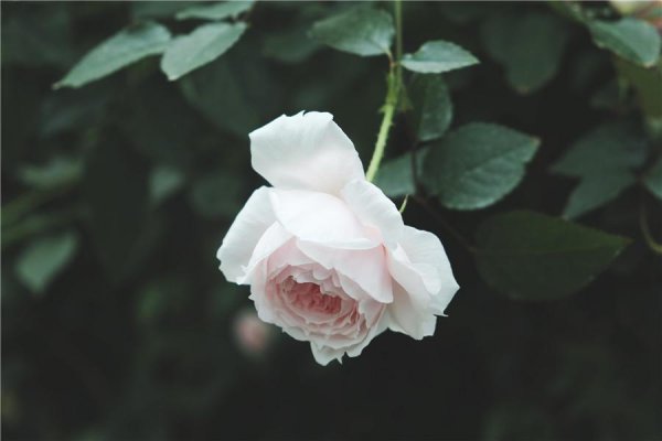 11粉色玫瑰花代表什么意思