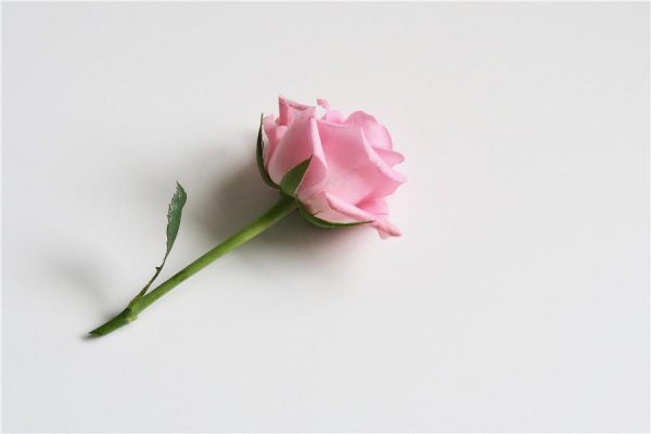 11粉色玫瑰花代表什么意思