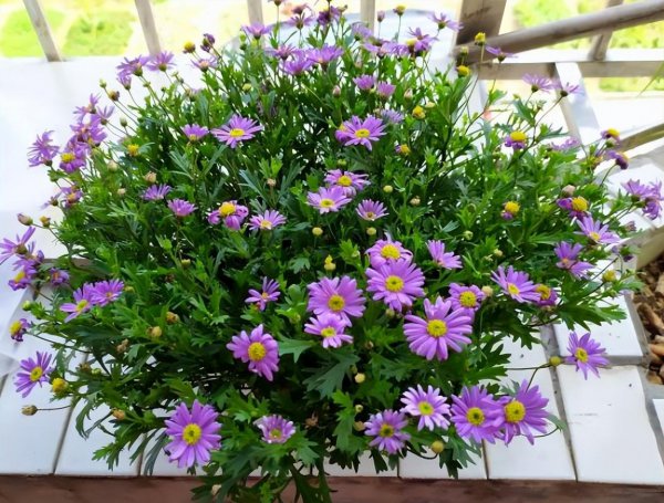 小雏菊花怎么养