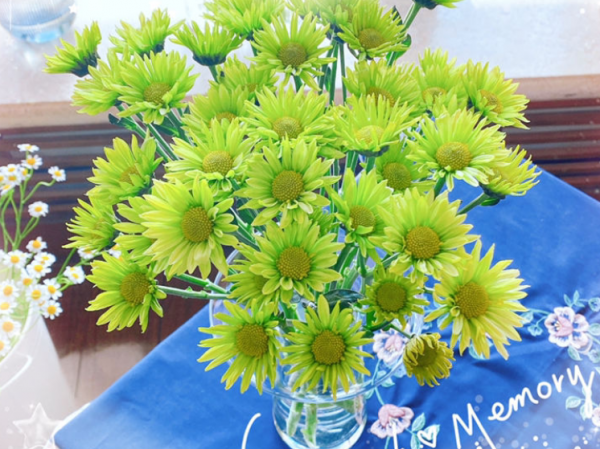 小雏菊花怎么养