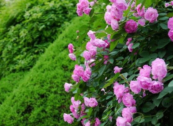 蔷薇花语与寓意