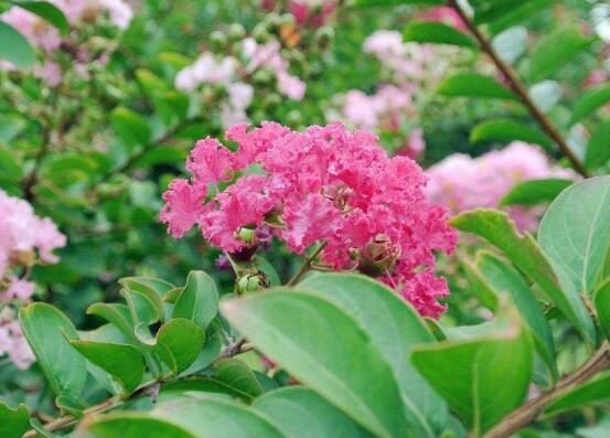 蔷薇花语与寓意