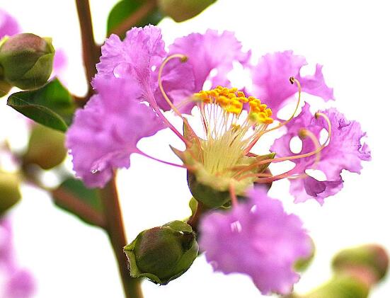 蔷薇花语与寓意