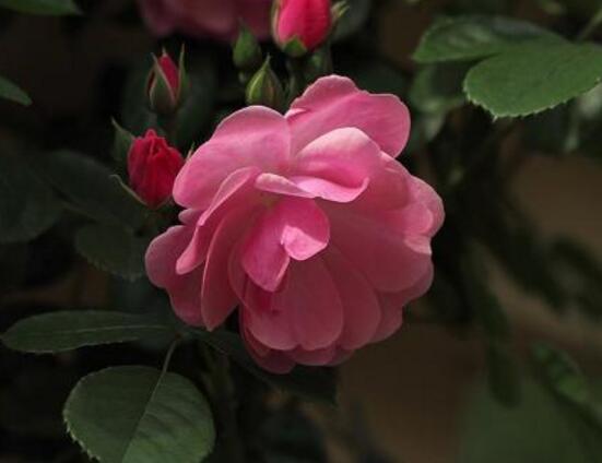 蔷薇花语与寓意