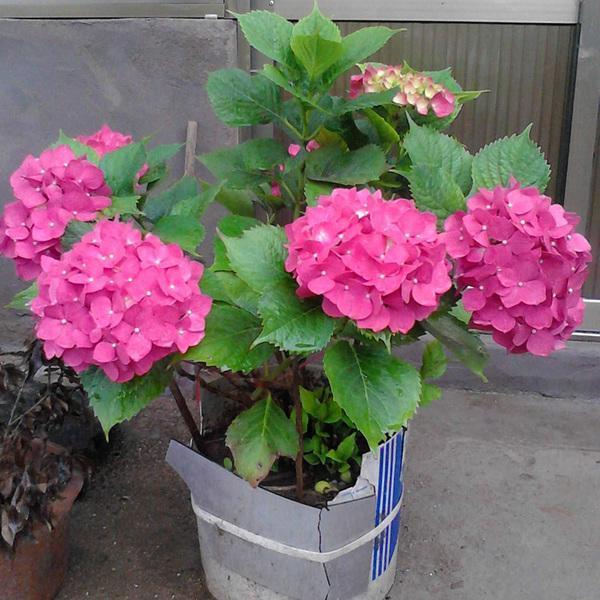 紫色绣球花怎么养好看