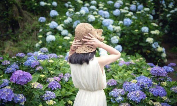 紫色绣球花怎么养好看