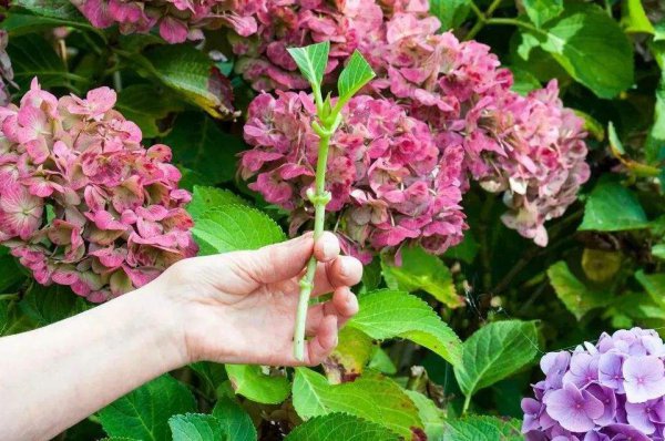 紫色绣球花怎么养好看