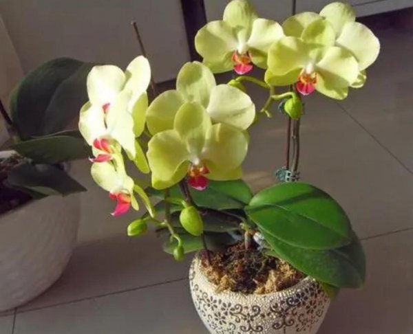 蝴蝶兰花怎么养