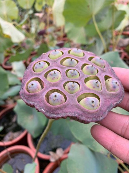 荷花怎样才能开花