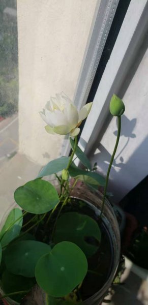 荷花怎样才能开花