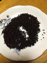 盆栽火龙果种植方法